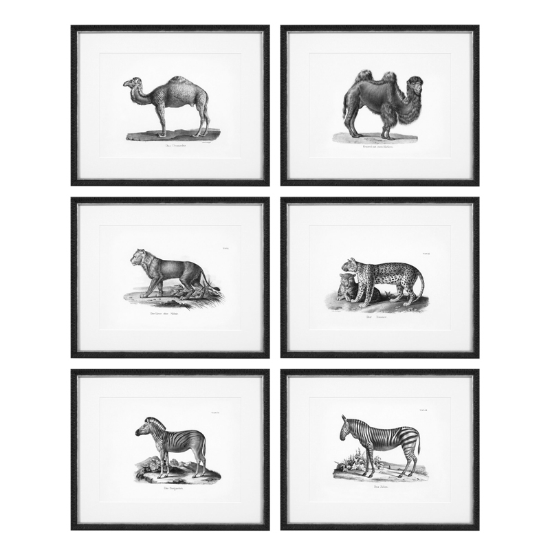 Комплект постеров Eichholtz Prints Historical Animals set of 6 Черный Черно-белый в Краснодаре | Loft Concept 