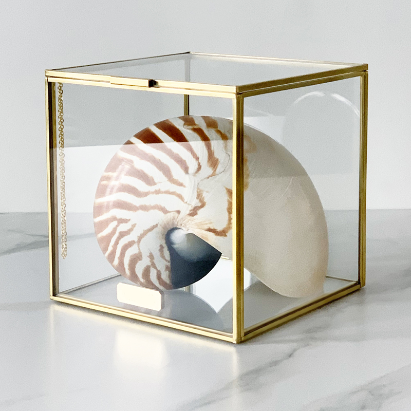 Статуэтка Nautilus Pompilius Glass Box M  в Краснодаре | Loft Concept 