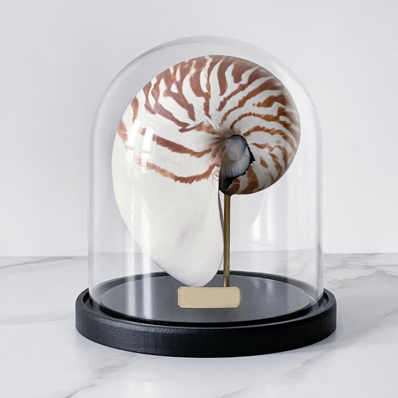 Статуэтка Nautilus Pompilius Glass Cloche  в Краснодаре | Loft Concept 