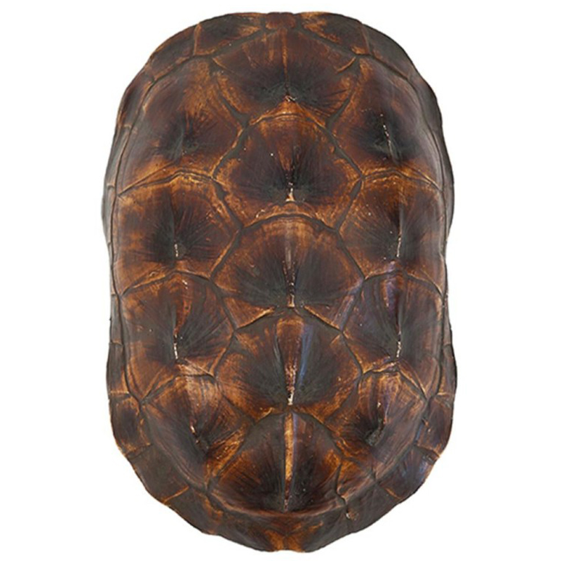 Аксессуар Turtle Shell Natural Brown Коричневый в Краснодаре | Loft Concept 