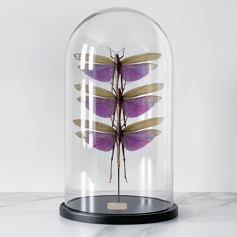 Статуэтка 3 Grasshoppers Titanacris Albipes Glass Cloche  в Краснодаре | Loft Concept 