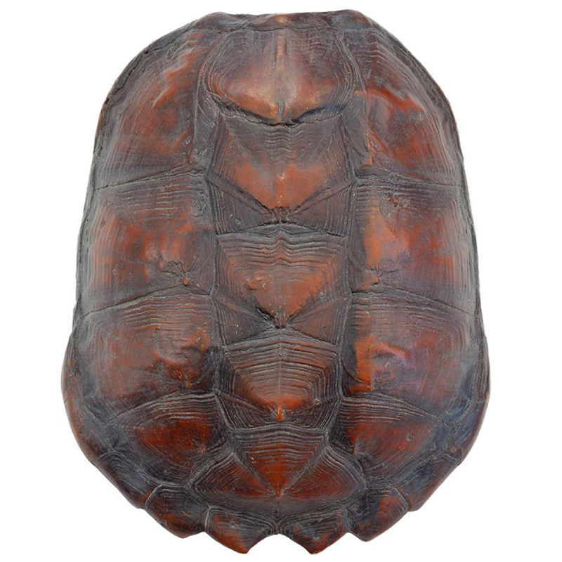 Аксессуар Turtle Shell Big Natural Коричневый в Краснодаре | Loft Concept 