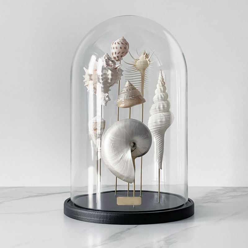 Статуэтка Shell Collection Glass Cloche 1  в Краснодаре | Loft Concept 