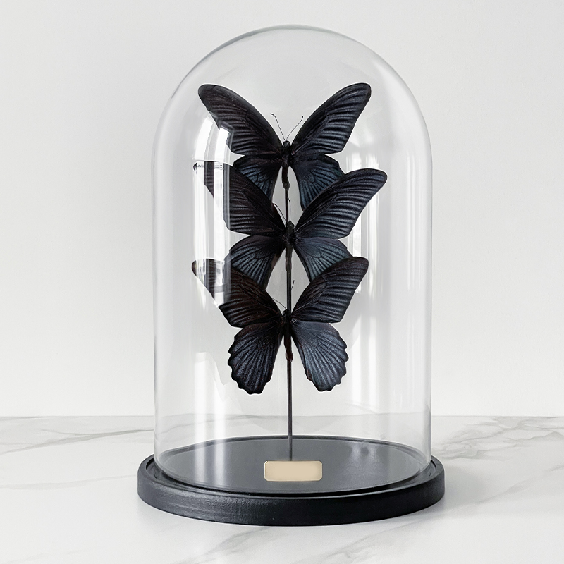 Статуэтка 3 Butterflies Papilio Memnon Glass Cloche  в Краснодаре | Loft Concept 