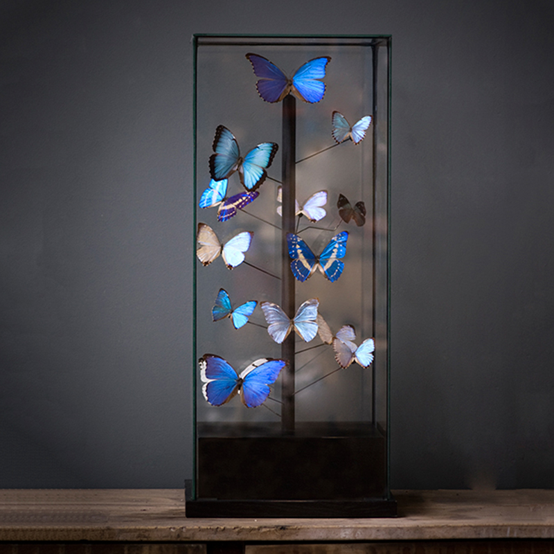 Статуэтка 14 Blue Butterflies Morphos Glass Box  в Краснодаре | Loft Concept 