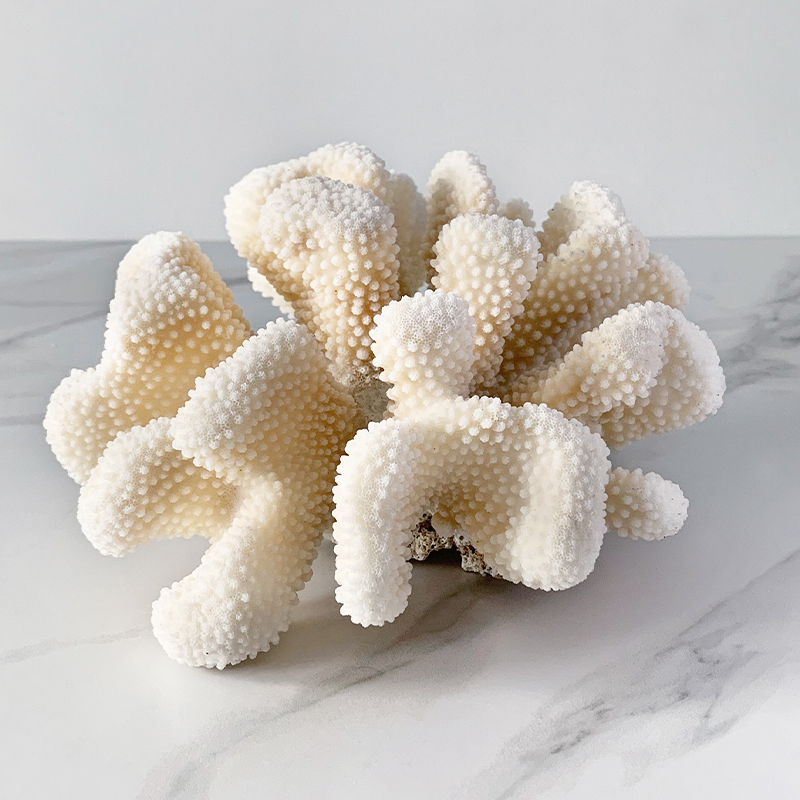 Статуэтка White Cauliflower Coral  в Краснодаре | Loft Concept 