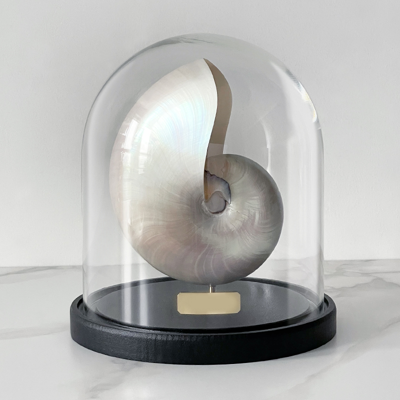 Статуэтка Nautilus Pompilius Nacre Glass Cloche  в Краснодаре | Loft Concept 