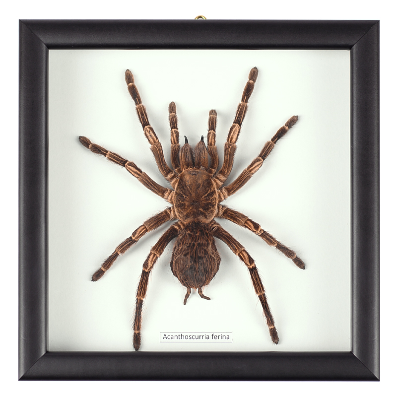 Аксессуар на стену Паук Acanthoscurria Ferina Коричневый Белый Черный в Краснодаре | Loft Concept 