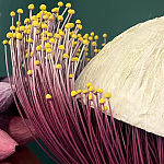 Статуэтка фантастический фрукт Exotic Tropical Fruit orange and white 67 варинант исполнения - 2 | Loft Concept в Краснодаре