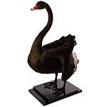 Настоящее чучело черного лебедя Black Swan варинант исполнения - 2 | Loft Concept в Краснодаре