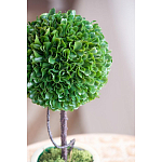 Декоративный искусственное растение Single boxwood варинант исполнения - 7 | Loft Concept в Краснодаре