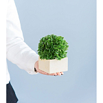 Декоративный искусственное растение Square boxwood варинант исполнения - 7 | Loft Concept в Краснодаре