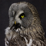 Чучело Совы таксидермия варинант исполнения - 2 | Loft Concept в Краснодаре