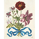 Книга цветов 22 постера Maria Sibylla Merian: 22 Pull-Out Posters варинант исполнения - 3 | Loft Concept в Краснодаре