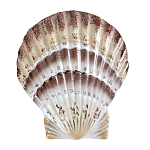 Фигурка из фарфора в виде ракушки морского гребешка Marine Tridacna варинант исполнения - 1 | Loft Concept в Краснодаре