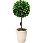 Декоративный искусственное растение Single boxwood варинант исполнения - 1 | Loft Concept в Краснодаре