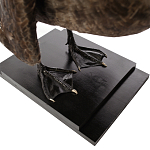 Настоящее чучело черного лебедя Black Swan варинант исполнения - 4 | Loft Concept в Краснодаре