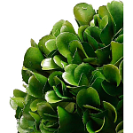 Декоративный искусственное растение Square boxwood варинант исполнения - 2 | Loft Concept в Краснодаре