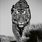 Книга Beusker. Look into my Eyes варинант исполнения - 6 | Loft Concept в Краснодаре