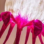 Торшер фуксия «Цветы из снов»  варинант исполнения - 4 | Loft Concept в Краснодаре