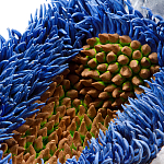 Дизайнерская статуэтка для интерьера Tropical Fruit Pandora 12 варинант исполнения - 3 | Loft Concept в Краснодаре