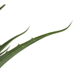 Декоративный искусственное растение Medium Aloe варинант исполнения - 2 | Loft Concept в Краснодаре