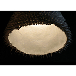 Светильник Acus варинант исполнения - 3 | Loft Concept в Краснодаре