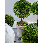 Декоративный искусственное растение Single boxwood варинант исполнения - 3 | Loft Concept в Краснодаре
