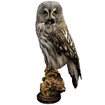 Чучело Совы таксидермия варинант исполнения - 1 | Loft Concept в Краснодаре