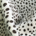 Мебельная ткань Искусственный мех  белый леопард 90 см T5-3 варинант исполнения - 1 | Loft Concept в Краснодаре