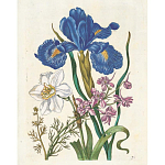 Книга цветов 22 постера Maria Sibylla Merian: 22 Pull-Out Posters варинант исполнения - 6 | Loft Concept в Краснодаре