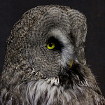 Чучело Совы таксидермия варинант исполнения - 5 | Loft Concept в Краснодаре