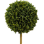 Декоративный искусственное растение Boxwood One варинант исполнения - 2 | Loft Concept в Краснодаре