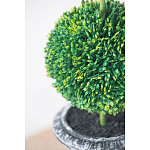 Декоративный искусственное растение Double boxwood варинант исполнения - 6 | Loft Concept в Краснодаре
