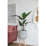 Декоративный искусственное растение Decor Stile  варинант исполнения - 6 | Loft Concept в Краснодаре