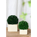 Декоративный искусственное растение Square boxwood варинант исполнения - 4 | Loft Concept в Краснодаре