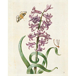 Книга цветов 22 постера Maria Sibylla Merian: 22 Pull-Out Posters варинант исполнения - 2 | Loft Concept в Краснодаре