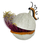 Статуэтка фантастический фрукт Exotic Tropical Fruit orange and white 67 варинант исполнения - 4 | Loft Concept в Краснодаре