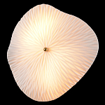 Бра в форме лепестка с рельефной текстурой FLOW варинант исполнения - 1 | Loft Concept в Краснодаре