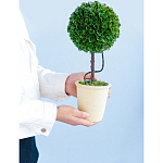 Декоративный искусственное растение Single boxwood варинант исполнения - 8 | Loft Concept в Краснодаре