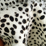 Мебельная ткань Искусственный мех  белый леопард 90 см T5-3 варинант исполнения - 3 | Loft Concept в Краснодаре