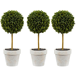 Декоративный искусственное растение Boxwood One варинант исполнения - 1 | Loft Concept в Краснодаре