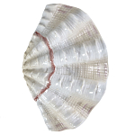 Фигурка из фарфора в виде одной створки ракушки Marine Tridacna варинант исполнения - 1 | Loft Concept в Краснодаре