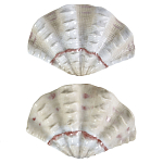 Фигурка из фарфора в виде одной створки ракушки Marine Tridacna варинант исполнения - 2 | Loft Concept в Краснодаре